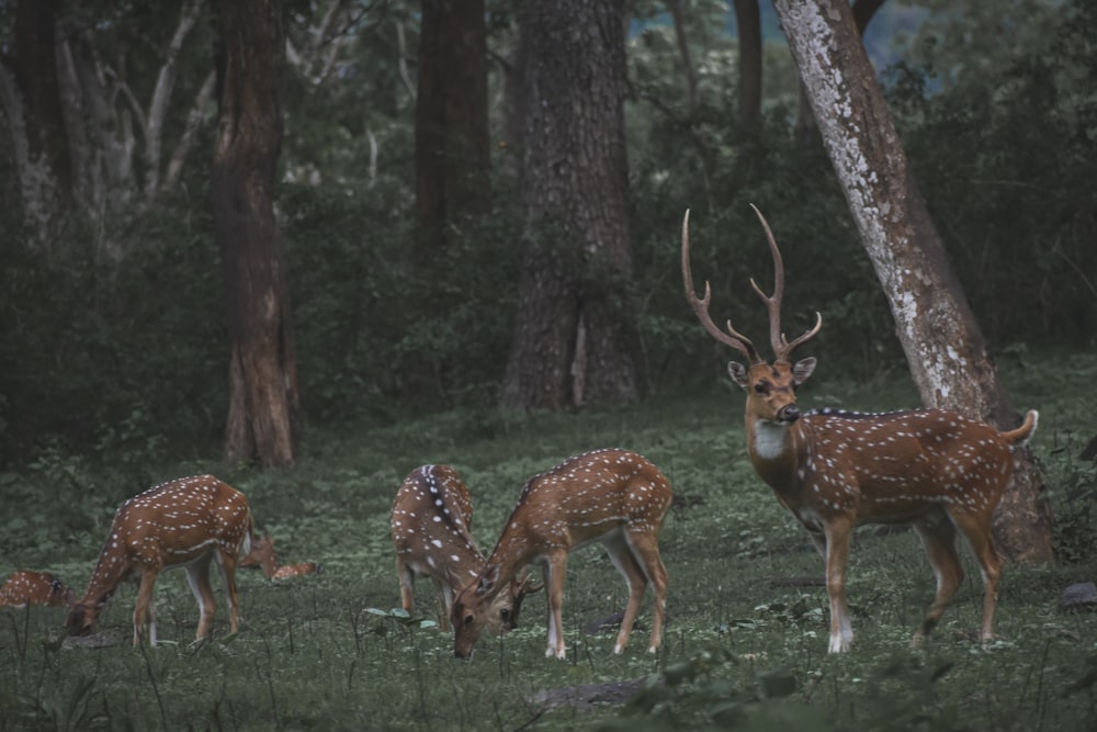 a group of deer in a grassy area with trees in the background