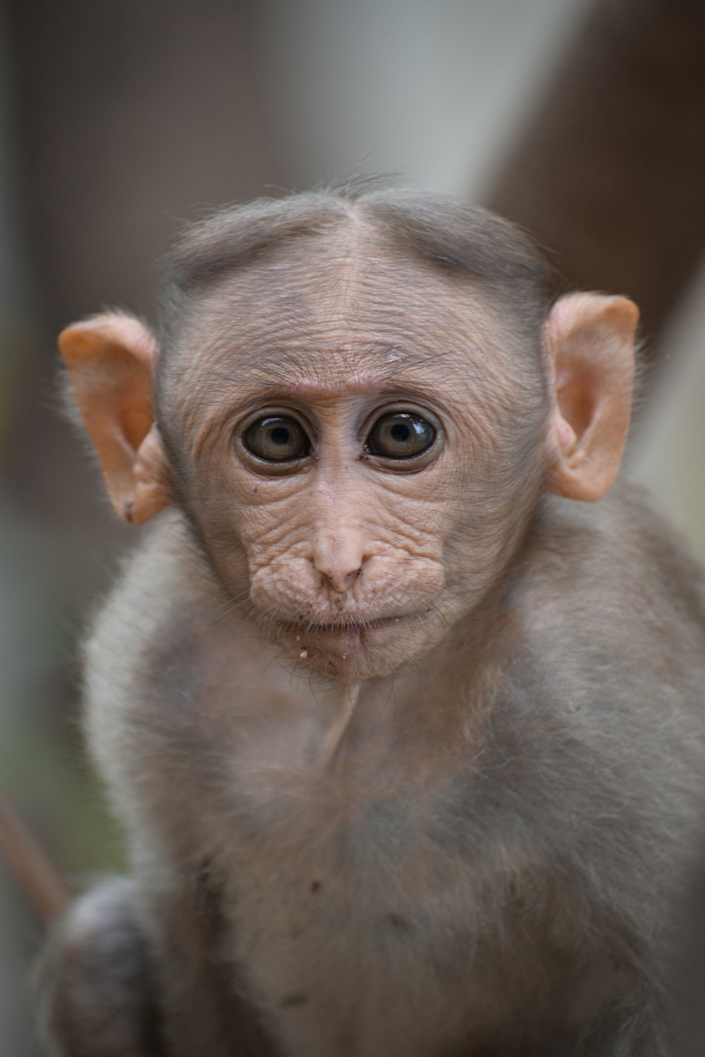 a close up of a monkey