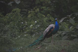 A colorful peacock displaying its feathers in a sunlit forest clearing.