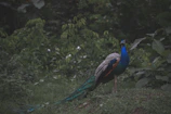A colorful peacock displaying its feathers in a sunlit forest clearing.