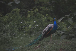 A colorful peacock displaying its feathers in a sunlit forest clearing.