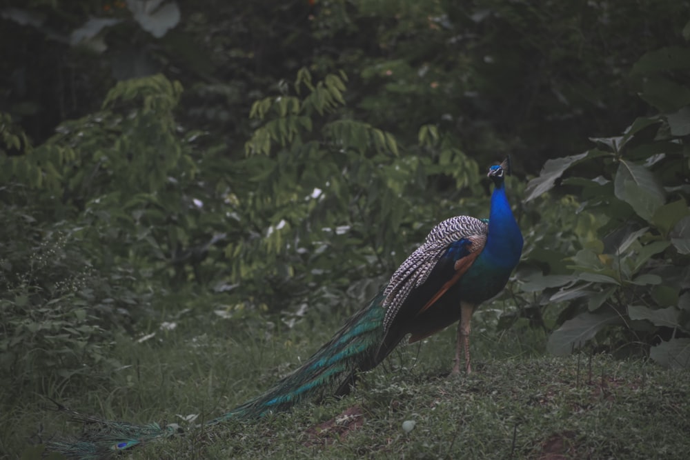 a peacock standing in the grass