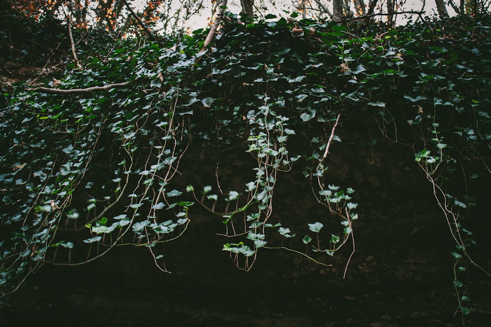 a tree with many branches