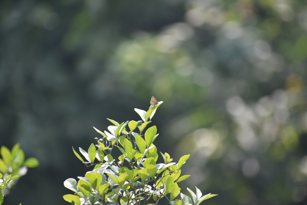 a bird on a branch