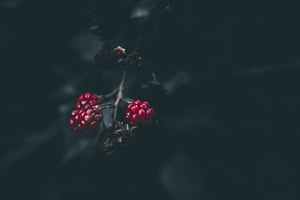 a close-up of some berries