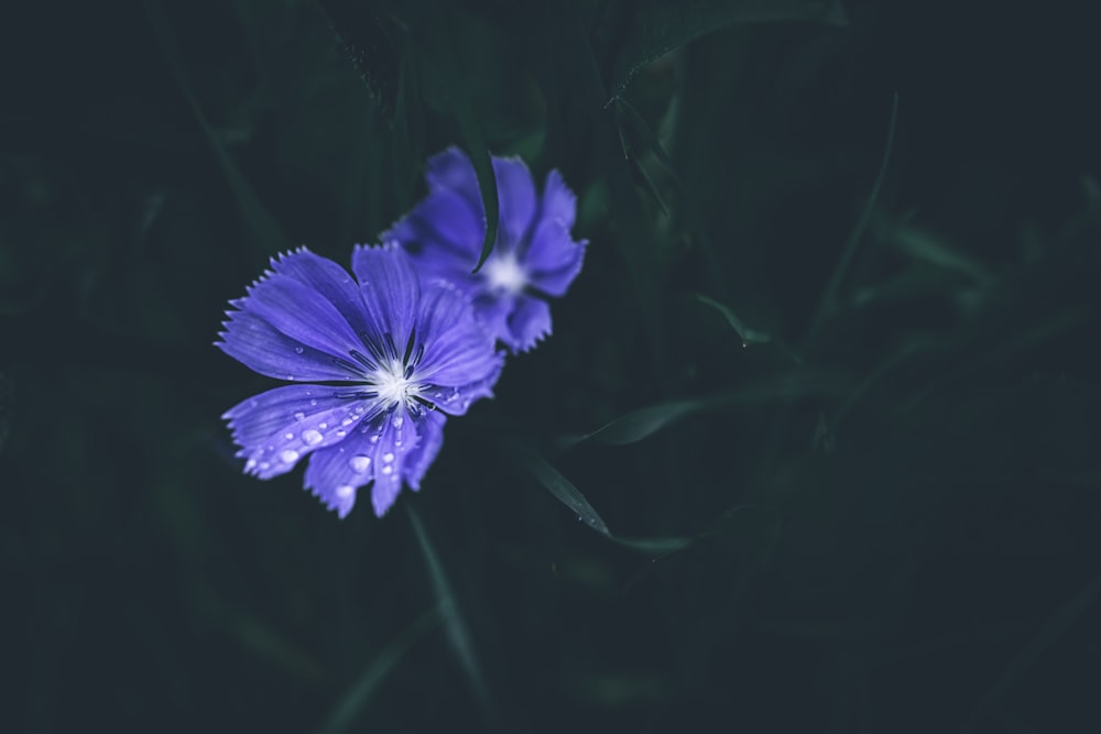 a couple purple flowers