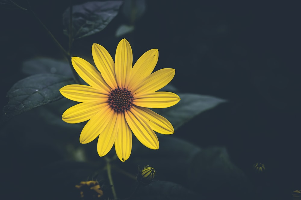 una flor amarilla con fondo negro