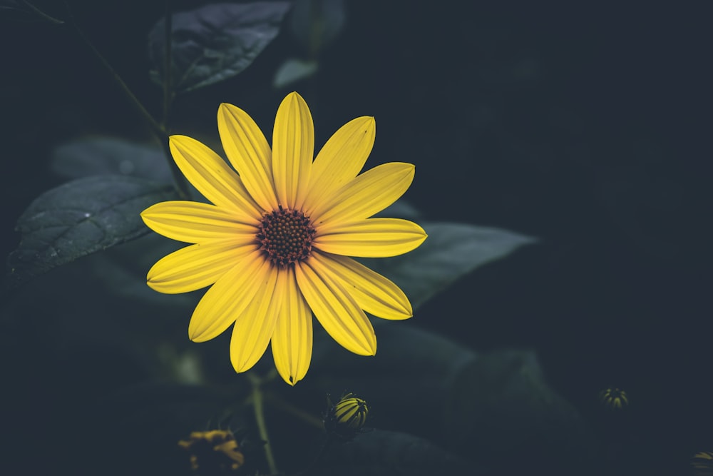 a yellow flower with a black background