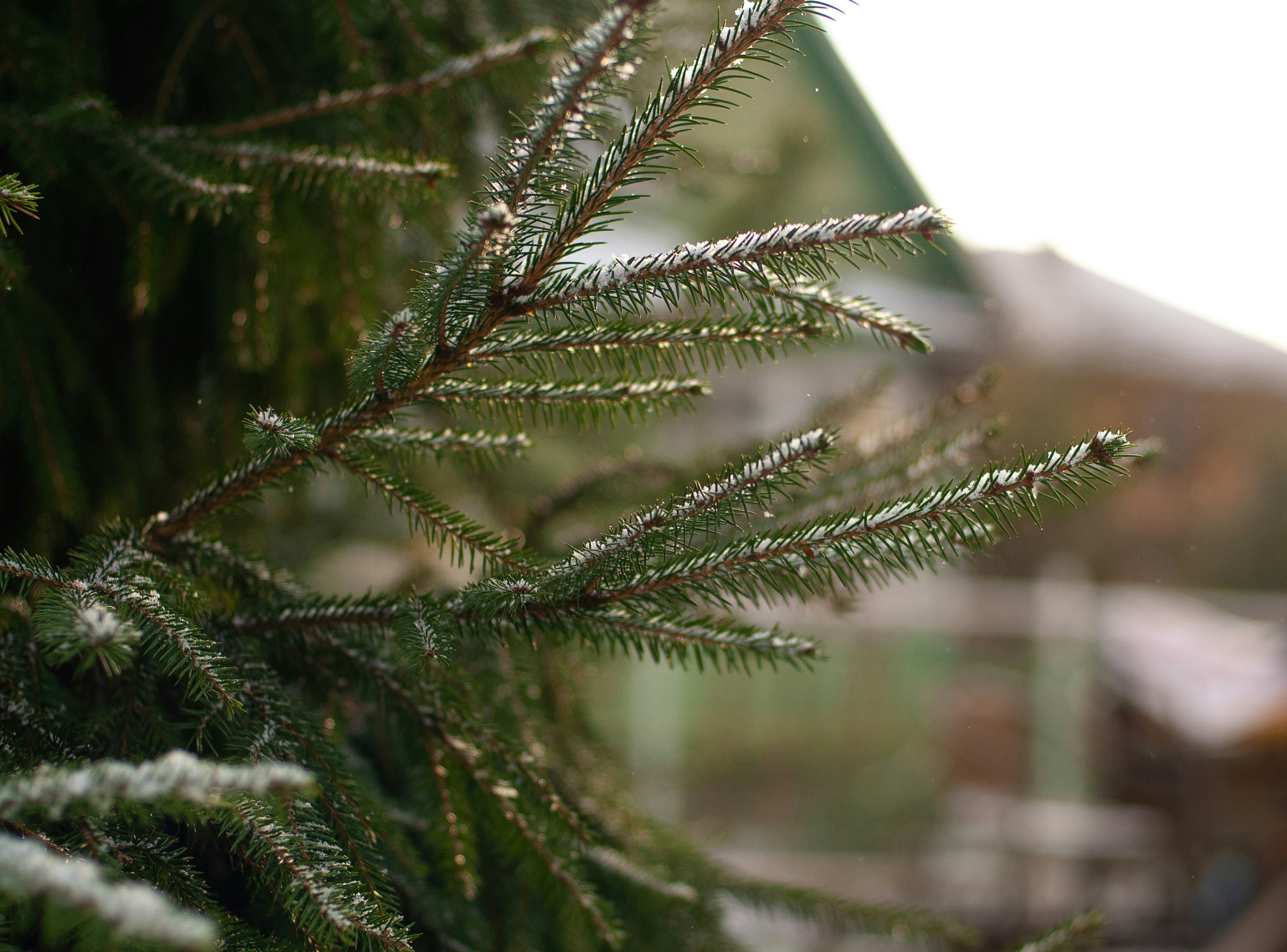 Photo by nataliaraylenegusakova