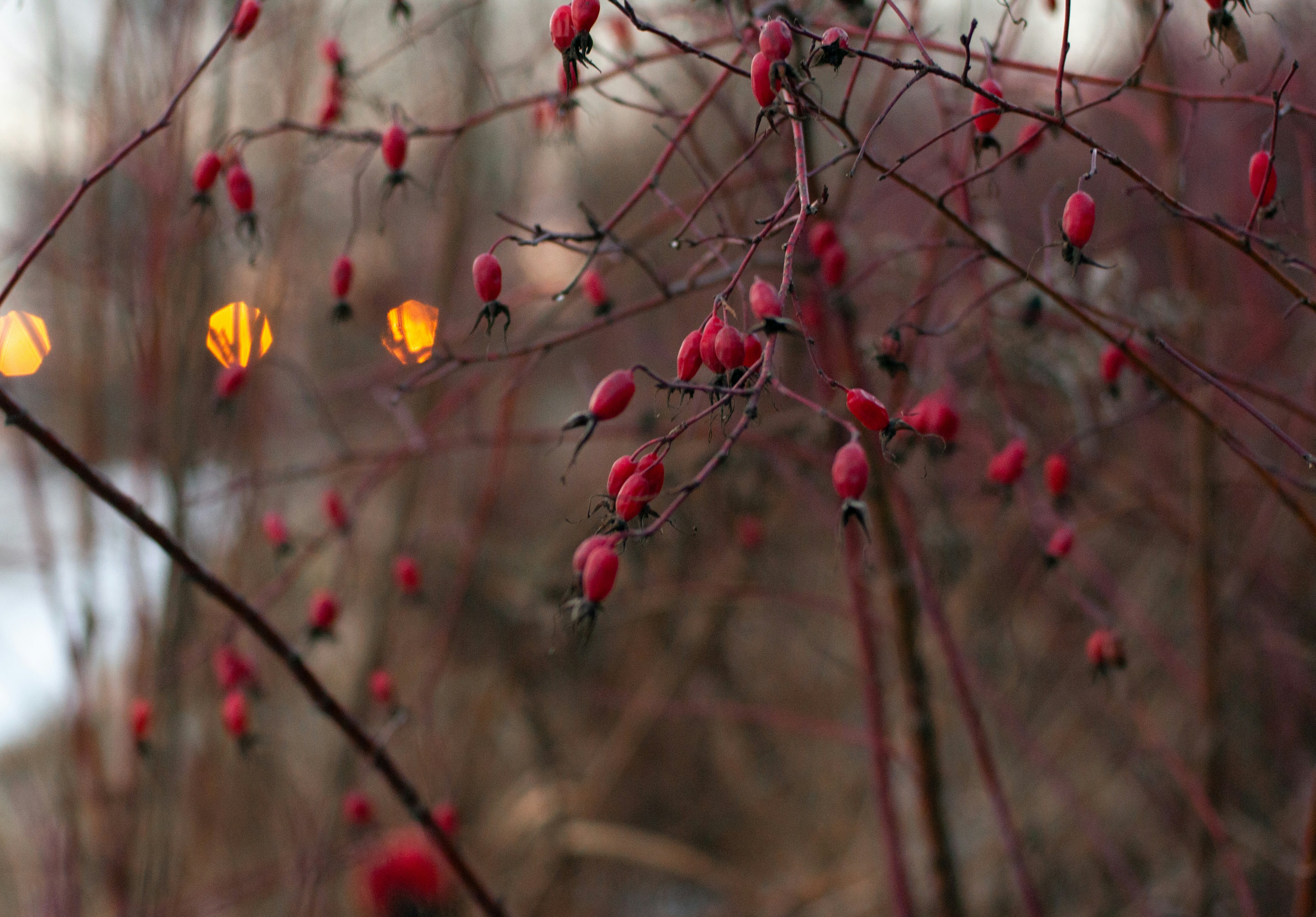 Photo by nataliaraylenegusakova