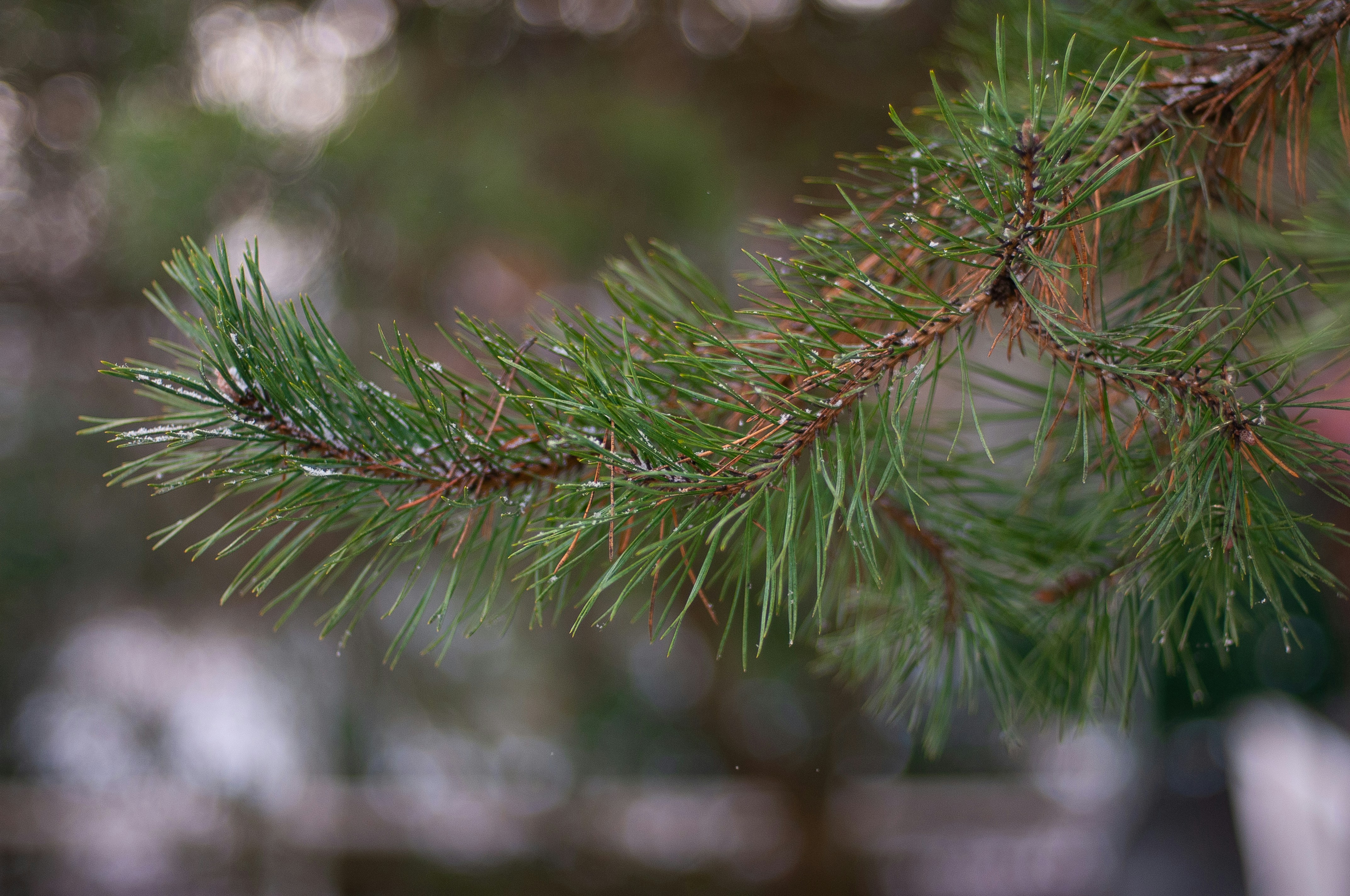 Photo by nataliaraylenegusakova