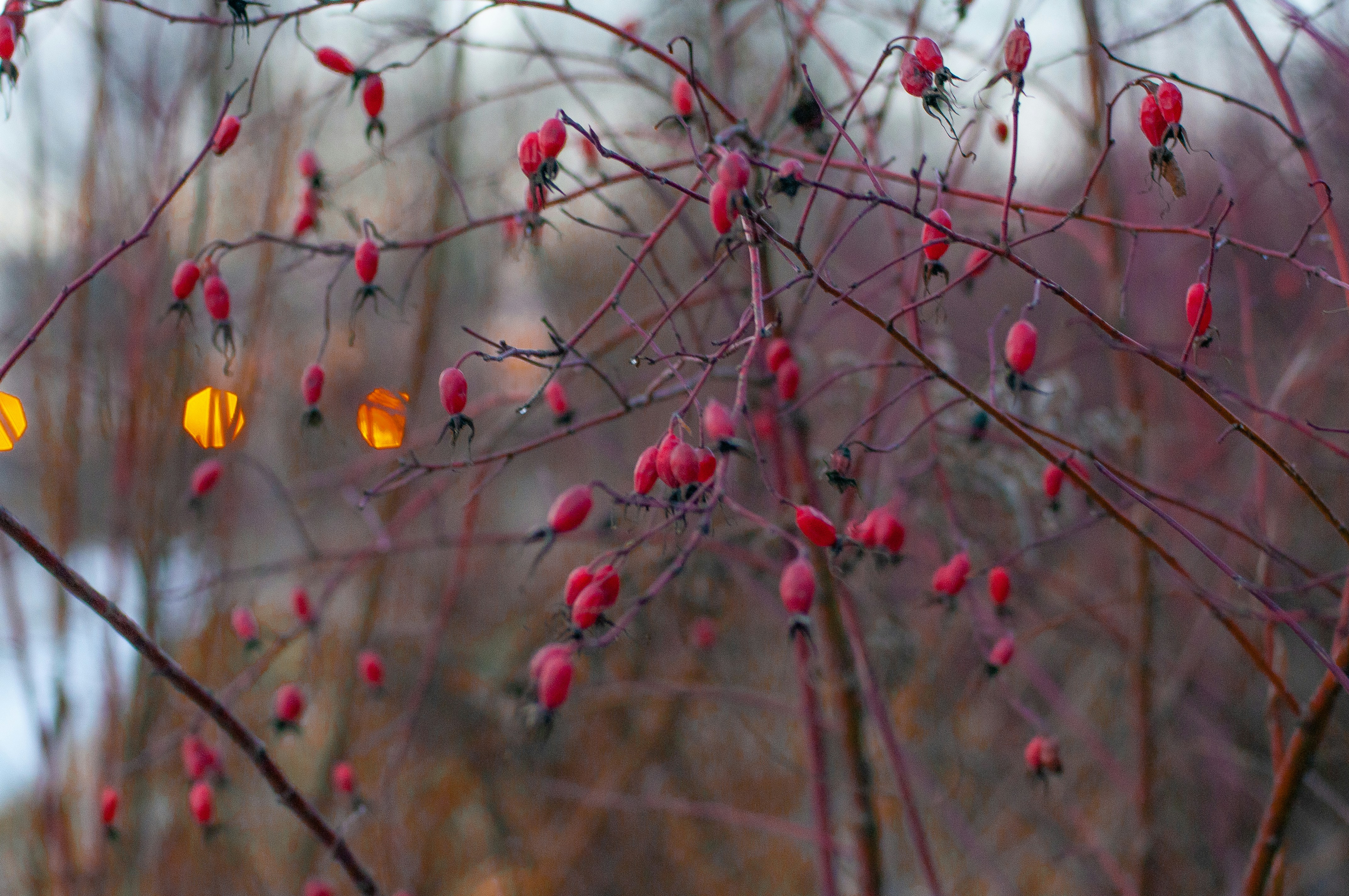 Photo by nataliaraylenegusakova