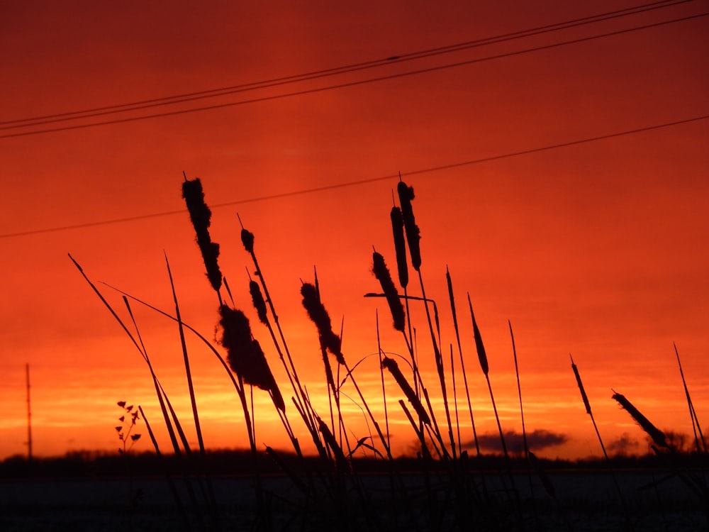 a group of wheat plants