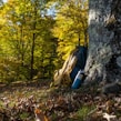 A vibrant trail running backpack hanging from a tree branch in a forest