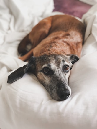 A brown dog with a gray muzzle lies comfortably on a white bed, gazing with gentle eyes. The dog's ears are droopy, and it rests its head on the soft fabric.