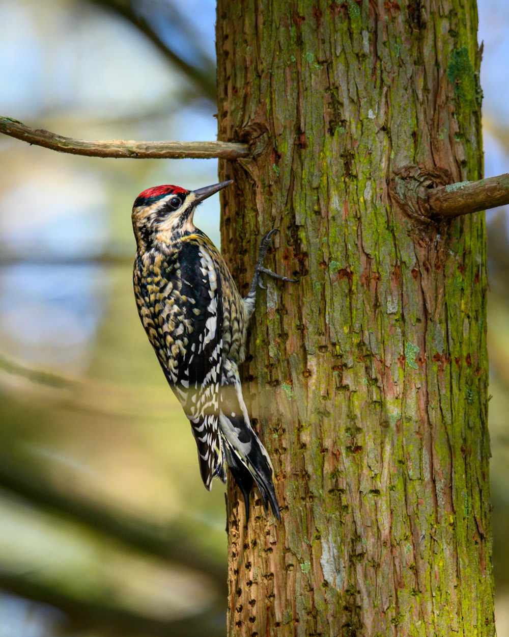 a bird perched on a tree