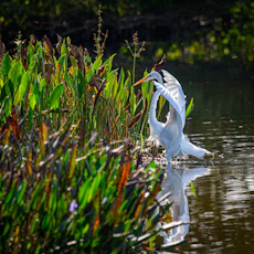 a bird standing in water