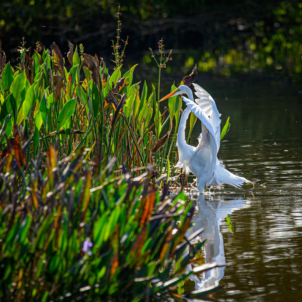 a bird standing in water