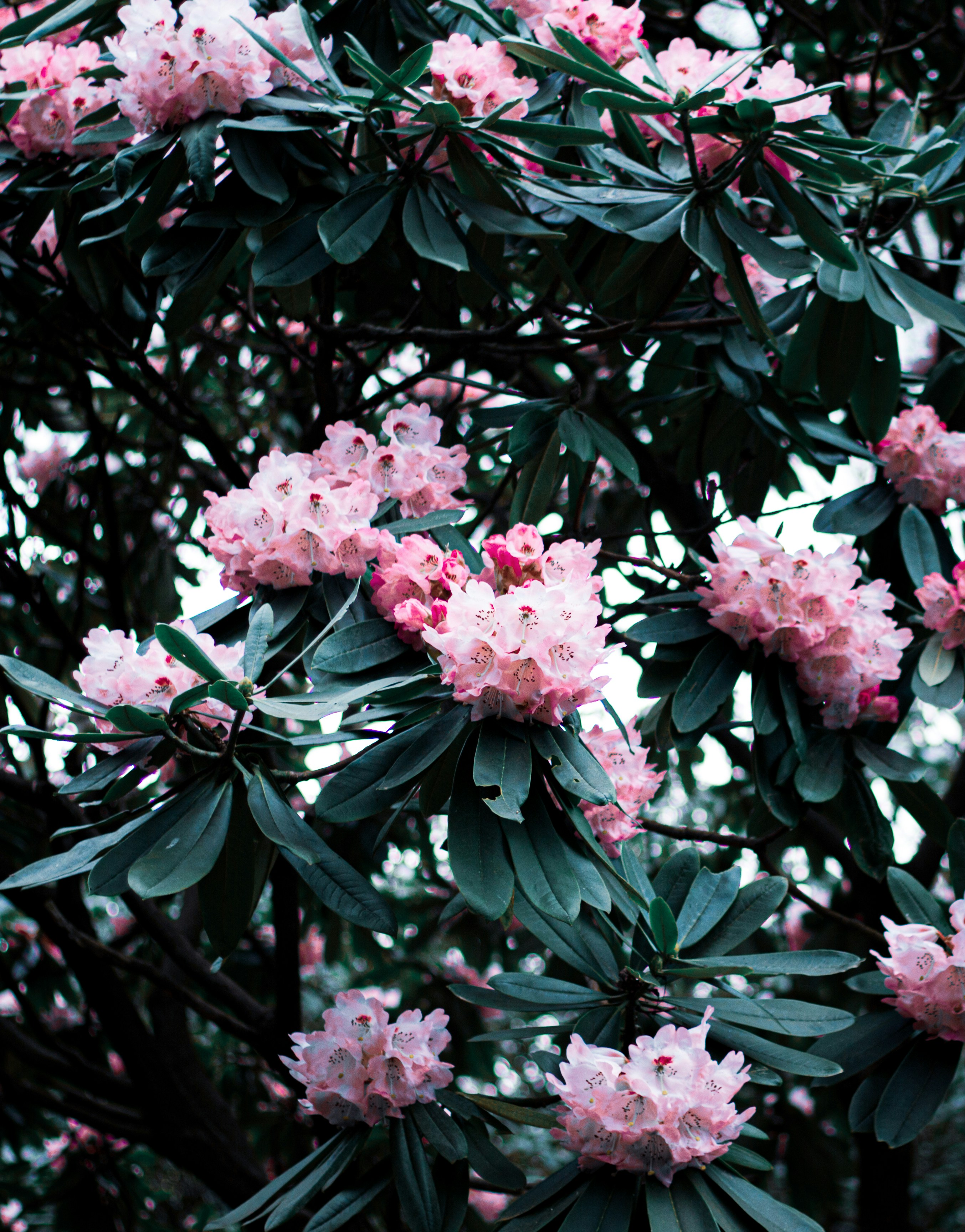 Photo by creativedummy