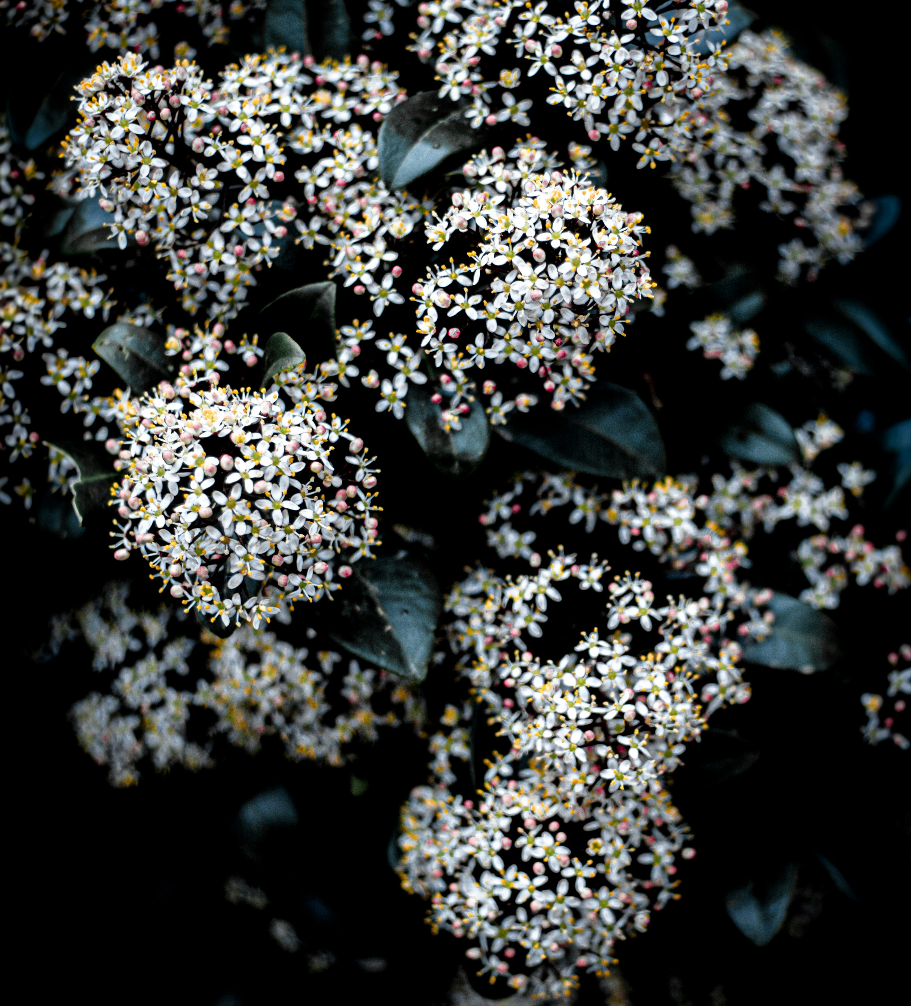 A close up of a flower photo – Free Flower Image on Unsplash