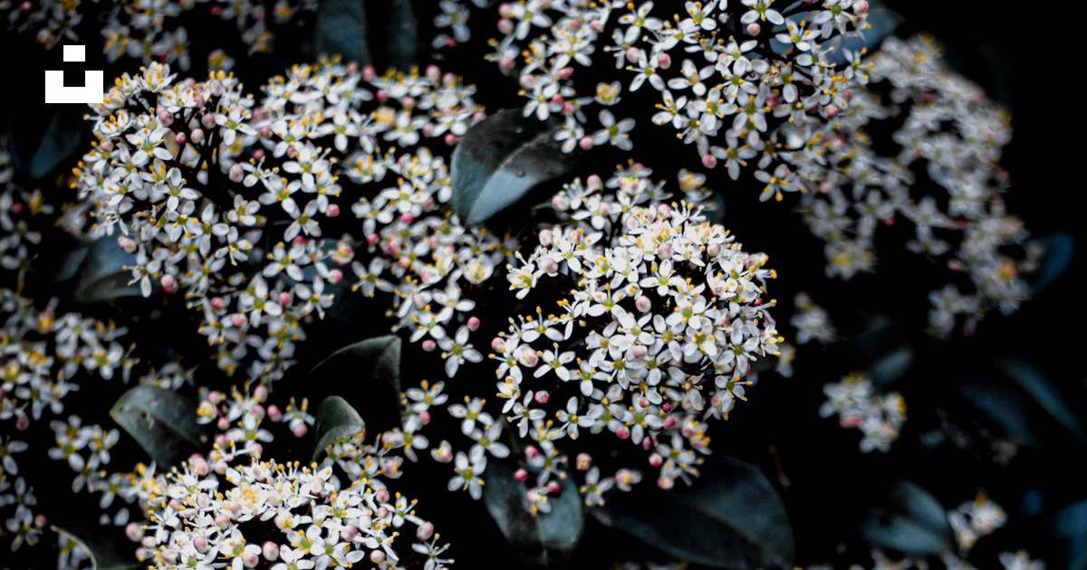 A close up of a flower photo – Free Flower Image on Unsplash