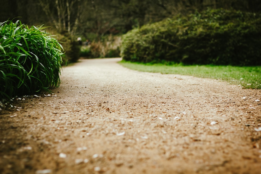 a dirt road with trees on the side