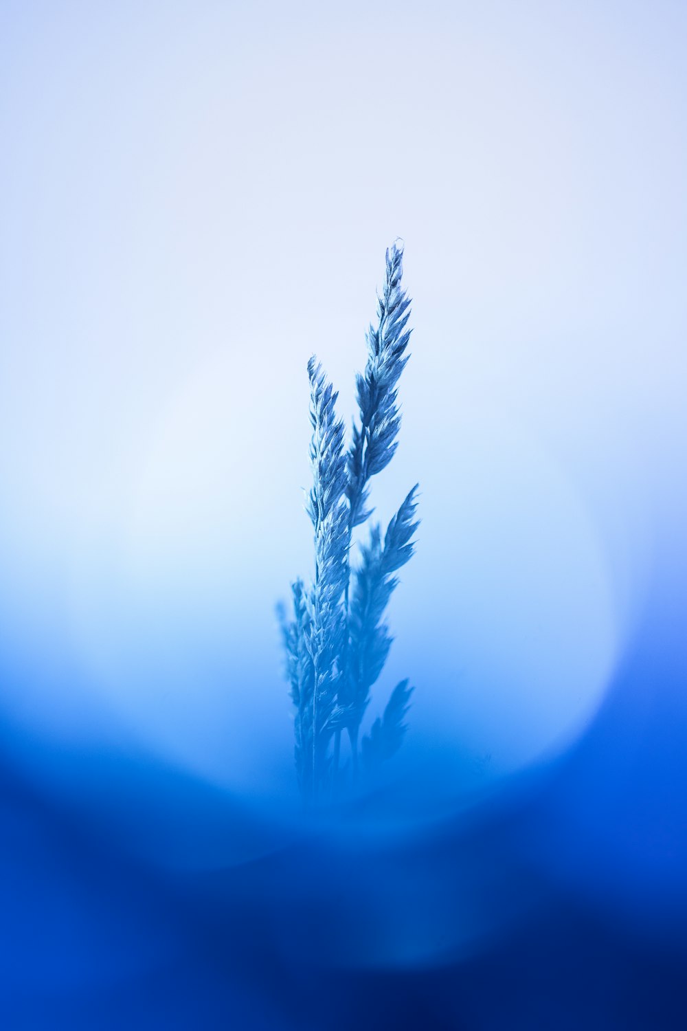 Una planta azul con gotas de agua