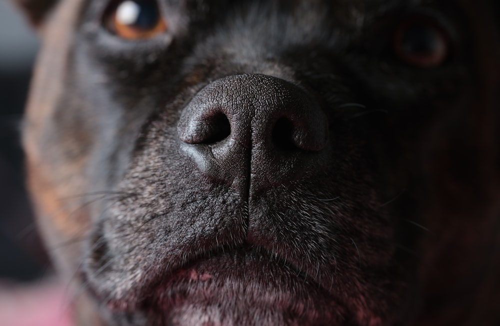 a close up of a dog