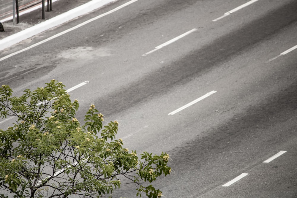 una strada con un albero sul lato