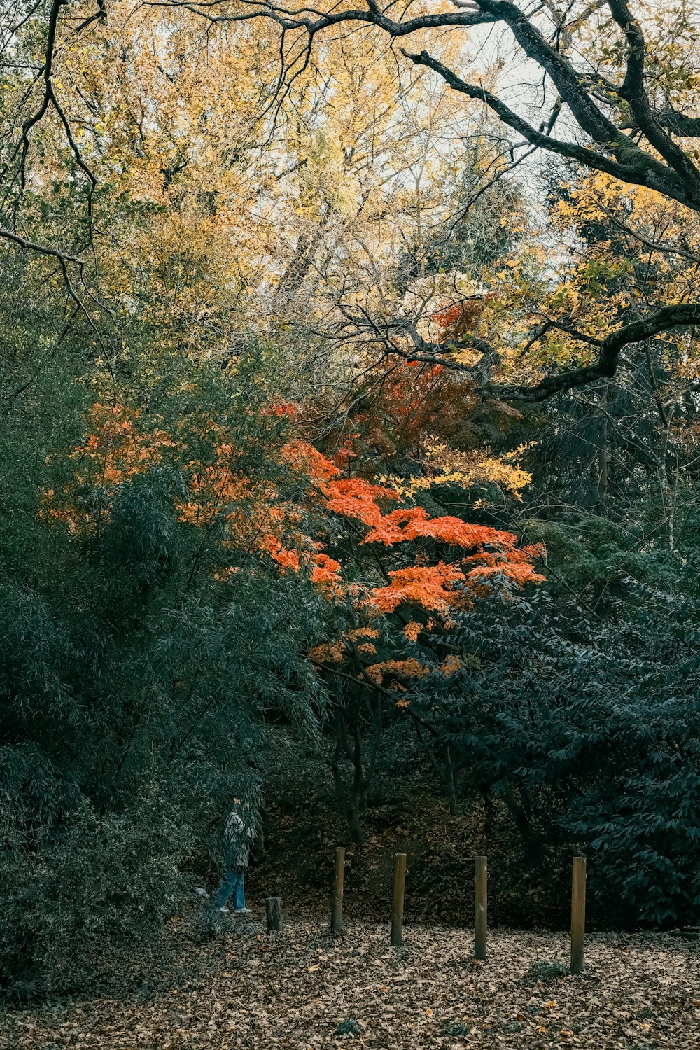 a fence and trees with orange leaves