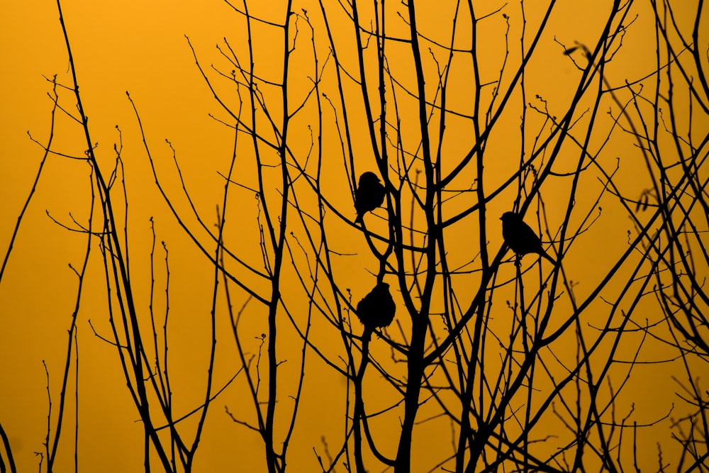 a group of birds in a tree