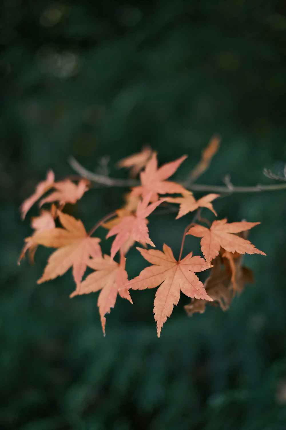 un gros plan de quelques feuilles