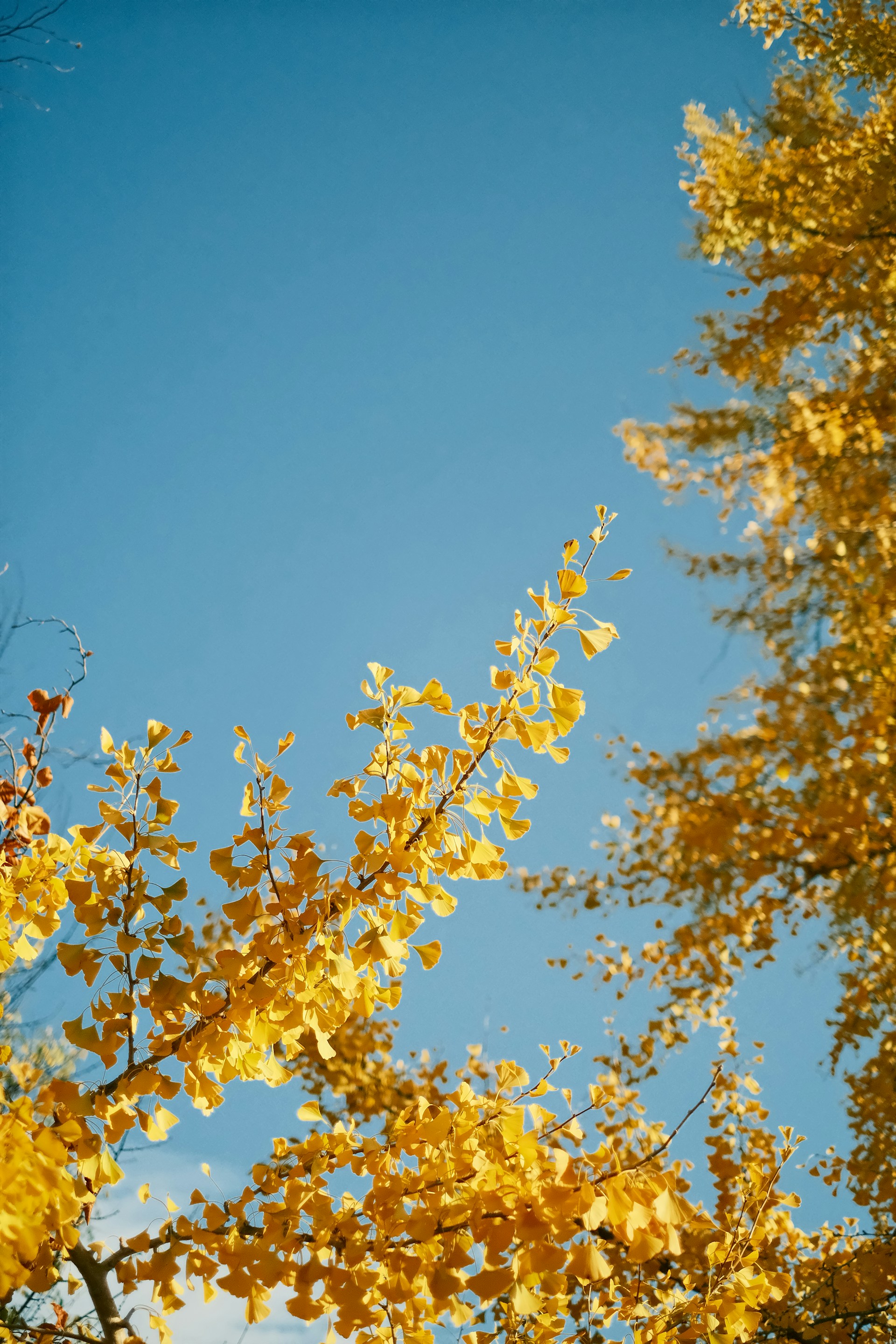 a tree with yellow flowers