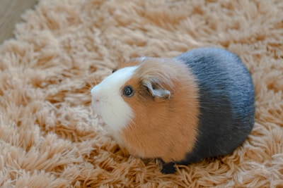 A guinea pig with tri-colored fur, primarily brown, black, and white, sits on a fluffy, light brown rug. The rug has a soft, textured appearance, complementing the guinea pig’s smooth and shiny fur. The animal looks alert and curious, with its ears perked up.