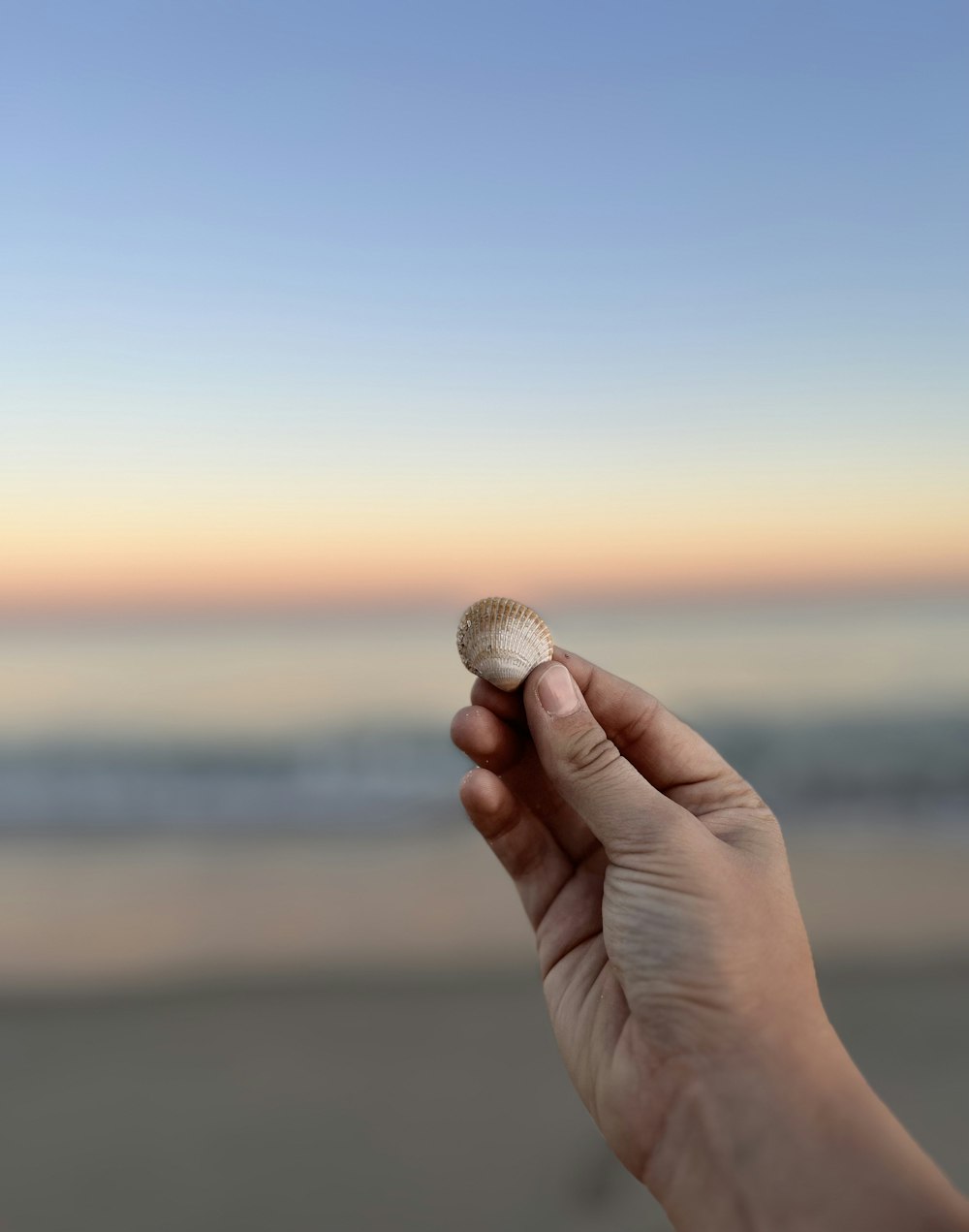 a hand holding a seashell