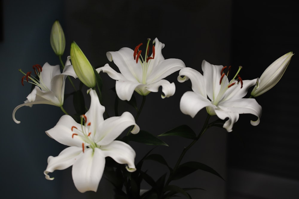 a group of white flowers