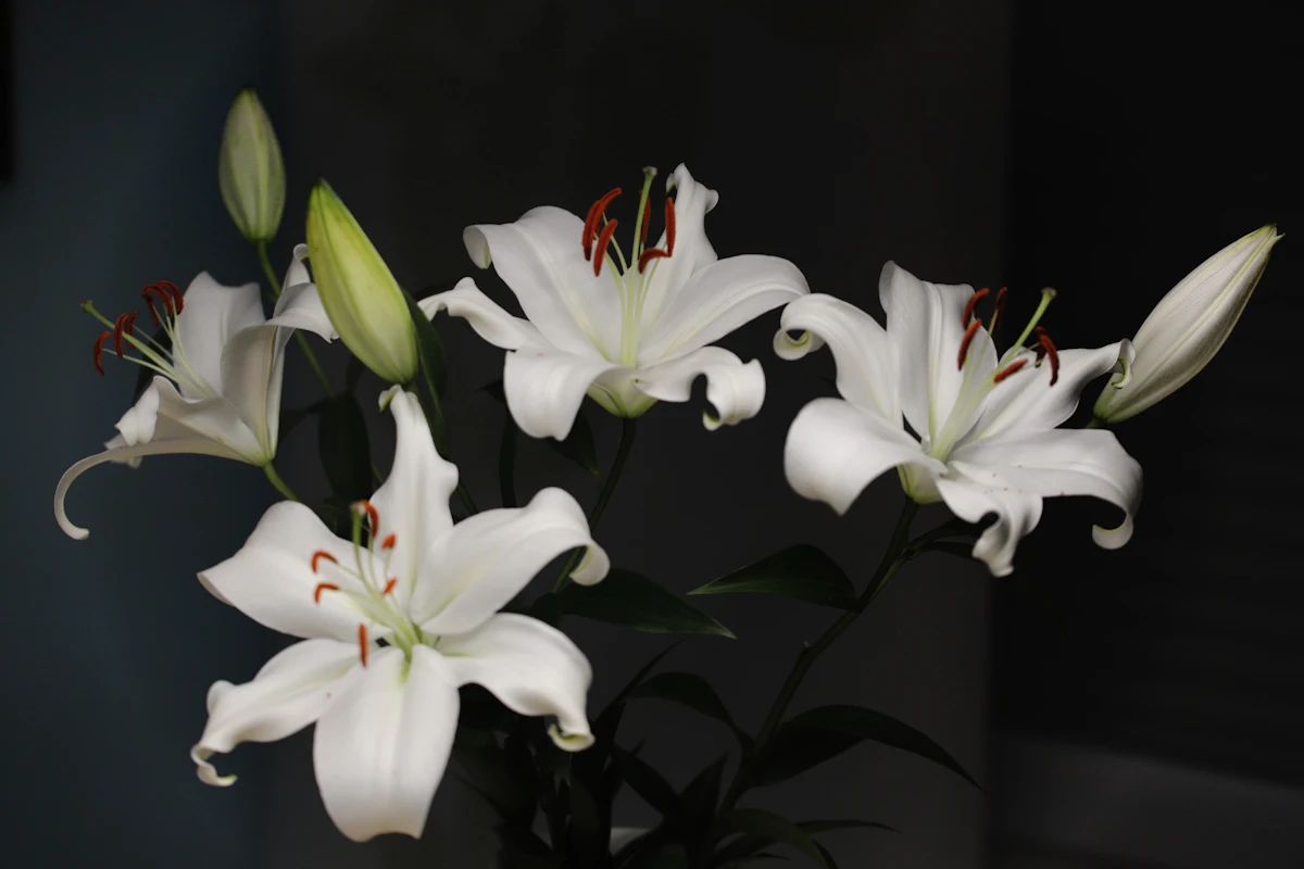 A cluster of white flowers in bloom