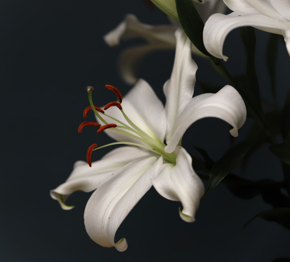 a close-up of a white flower