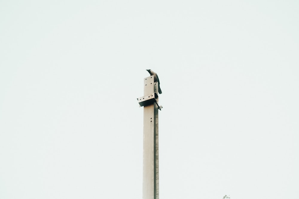 a bird on a pole
