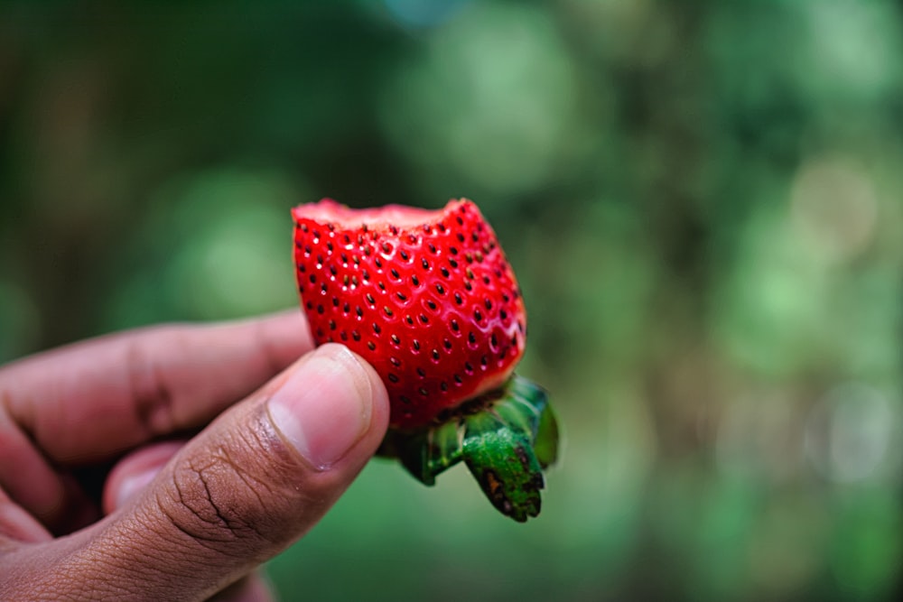 a hand holding a strawberry