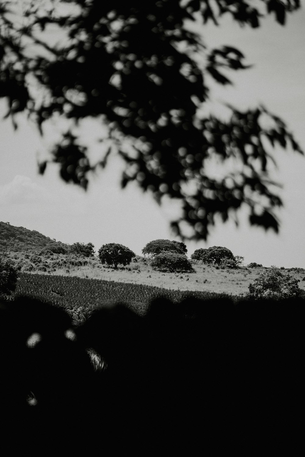 a black and white photo of a road with trees on the side