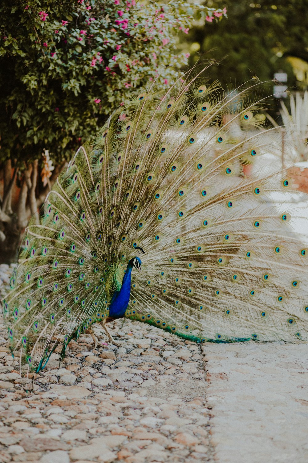 a peacock with its feathers spread