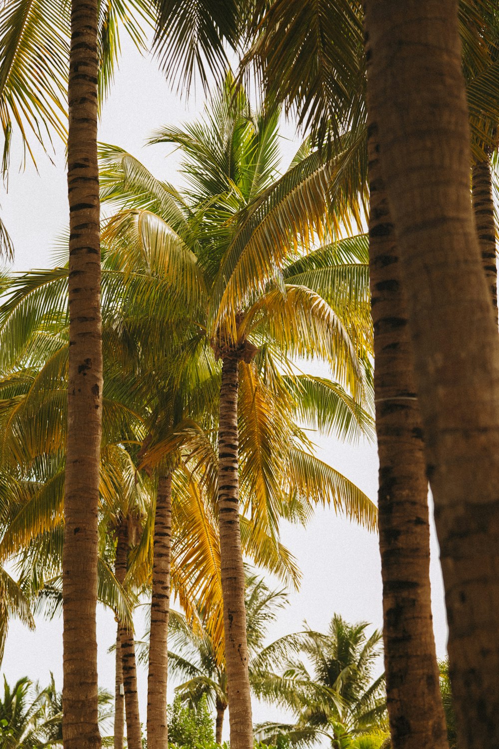 a group of palm trees