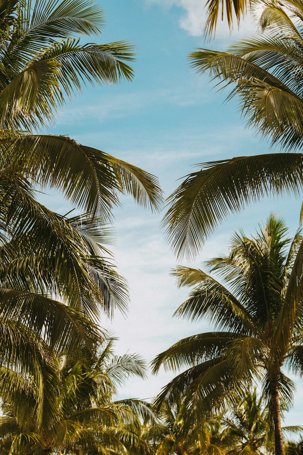 a group of palm trees