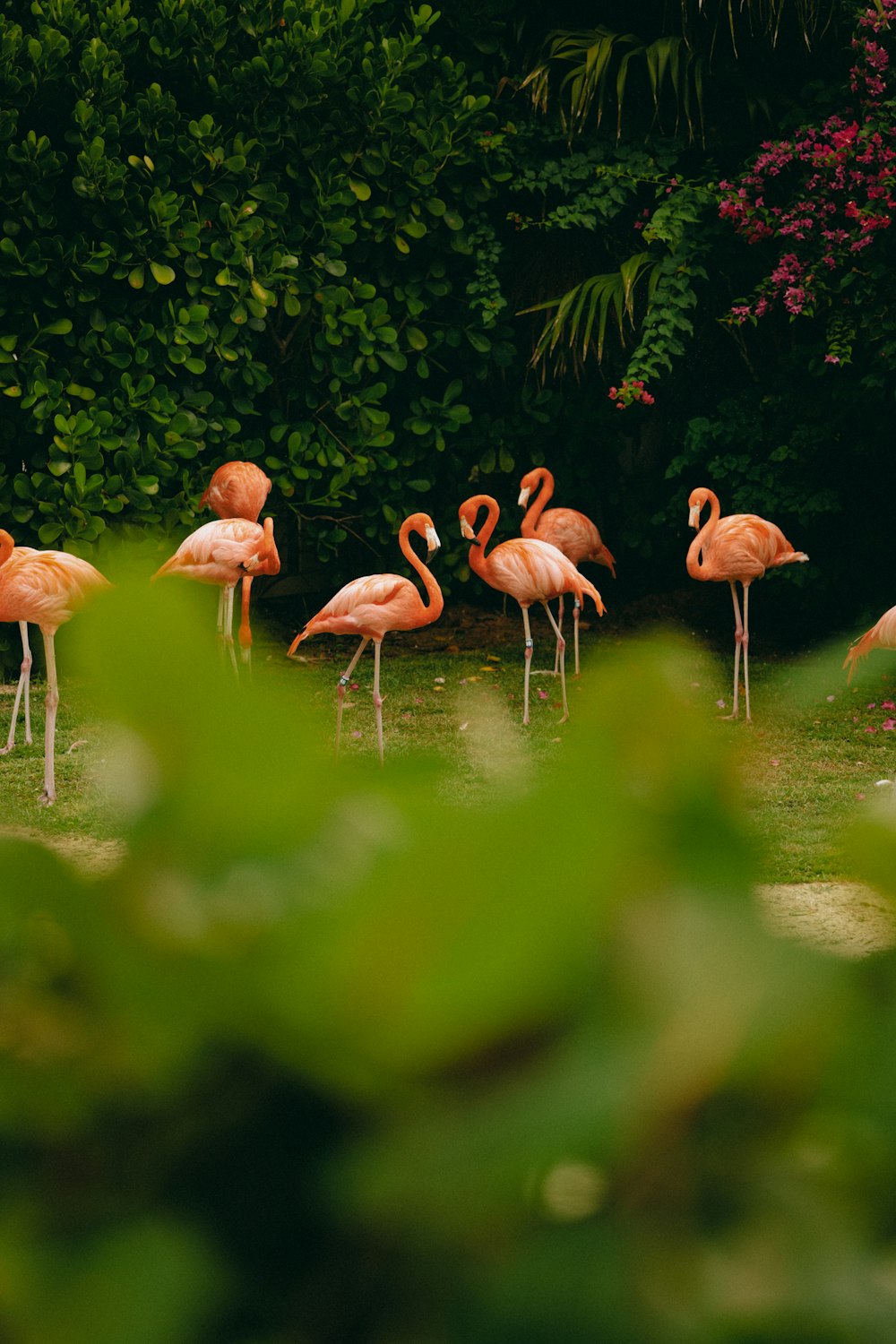 a group of flamingos in a grassy area