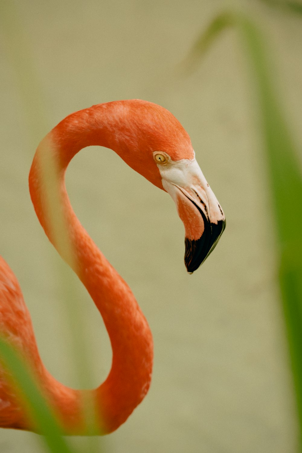 a flamingo with its beak open