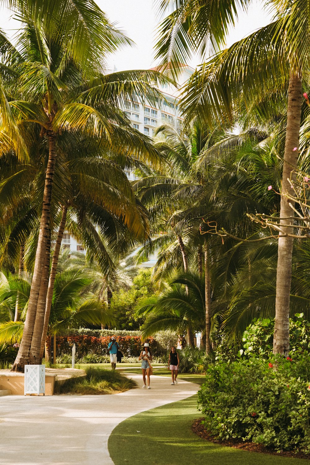 people walking on a path between palm trees