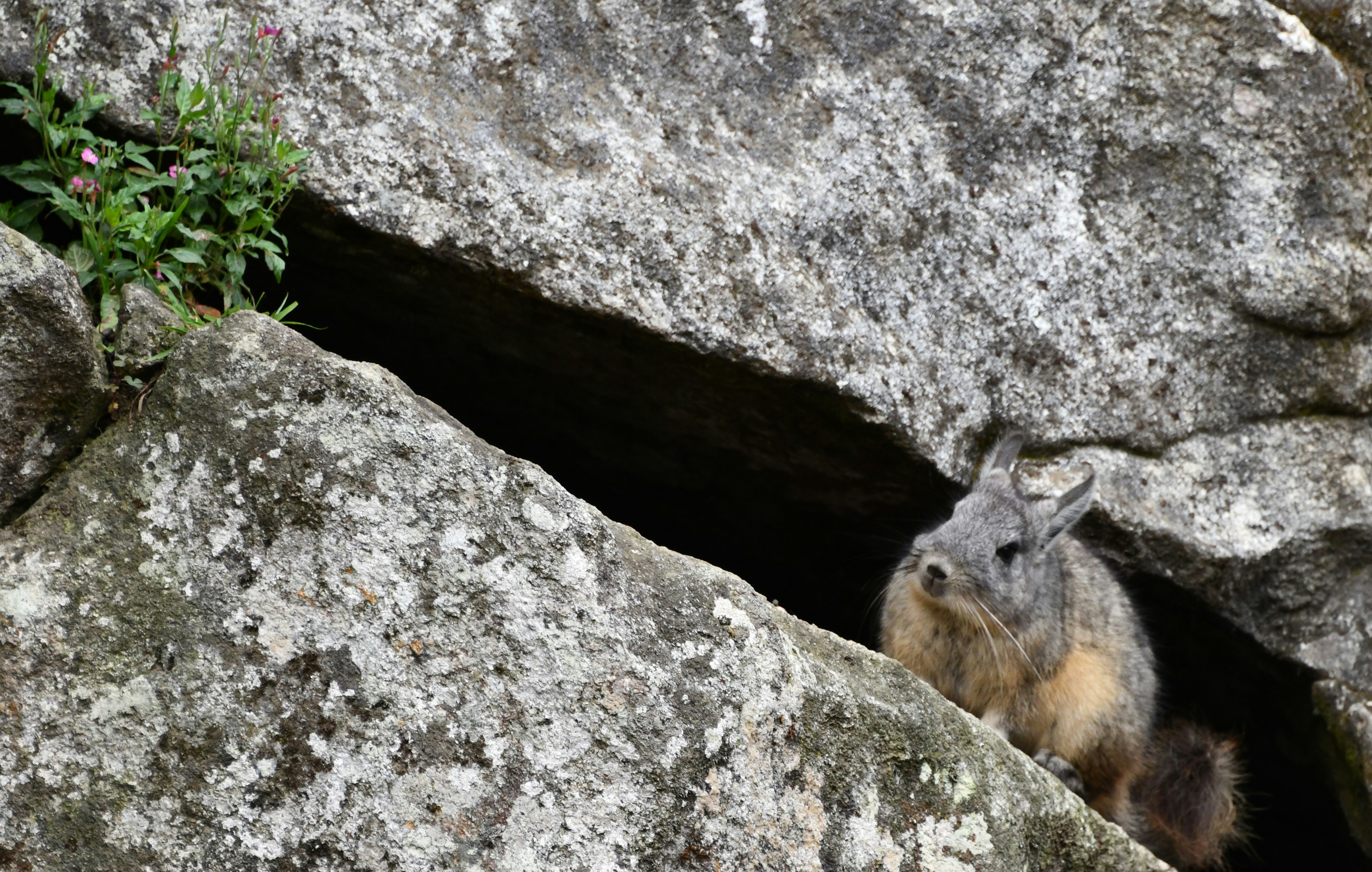 A small animal on a rock photo – Free Machu picchu Image on Unsplash