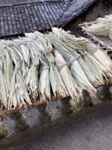 Traditional drying racks with tea leaves spread out in the sun.