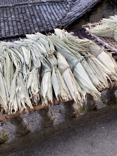 Bundles of dried moringa leaves ready for export with tropical background
